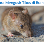 cara mengusir tikus