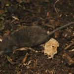 pengusir tikus ampuh