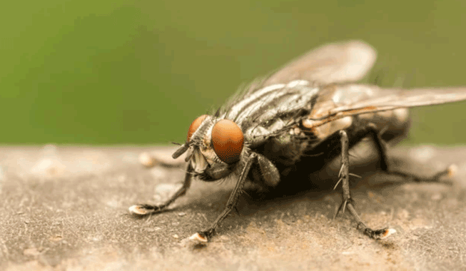 pengusir lalat alami