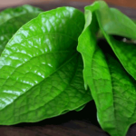 daun sirih