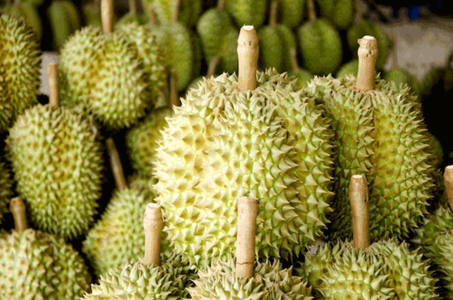 tangkai durian