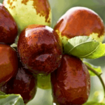 Manfaat buah bidara bagi kesehatan