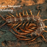 Cara Mengusir Kelabang