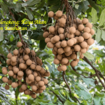 Buah Kelengkeng