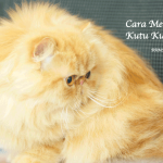 Cara Membasmi Kutu Kucing
