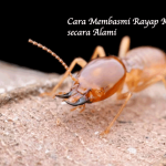Cara Membasmi Rayap Kayu secara Alami