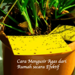 Cara Mengusir Agas