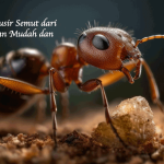 Cara Mengusir Beras dari Semut