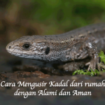 Cara Mengusir Kadal