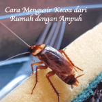 Cara Mengusir Kecoa