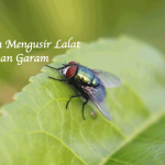 Cara Mengusir Lalat denganm Garam