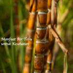 Manfaat Air Tebu