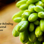 Manfaat Belimbing Wuluh