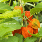 Manfaat Buah Ciplukan
