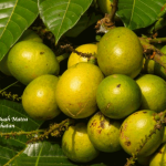 Manfaat Buah Matoa