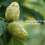 Manfaat Buah Mengkudu