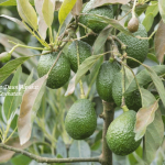 Manfaat Daun Alpukat