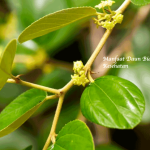 Manfaat Daun Bidara