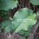 Manfaat Daun Binahong
