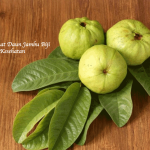Manfaat Daun Jambu Biji