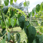 Manfaat Daun Katuk