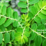 Manfaat Daun Saga