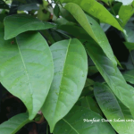 Manfaat Daun Salam