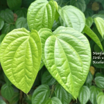 Manfaat Daun Sirih
