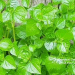Manfaat Daun Sirih Cina