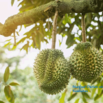 Manfaat Durian untuk Kesehatan