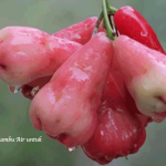 Manfaat Jambu Air
