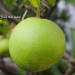 Manfaat Jeruk Bali