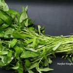Manfaat Kangkung