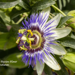 Manfaat Passion Flower