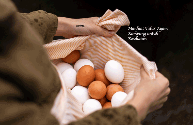 Manfaat Telur Ayam Kampung untuk Kesehatan