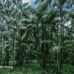 Manfaat Akar Pinang