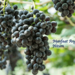 Manfaat Anggur Hitam