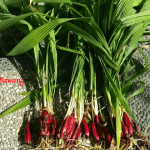 Manfaat Bawang Dayak