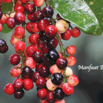 Manfaat Buah Buni