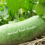 Manfaat Buah Kundur