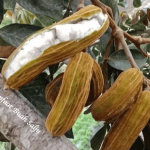 Manfaat Buah Salju