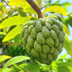 Manfaat Buah Srikaya