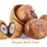 Manfaat Buah Zuriat