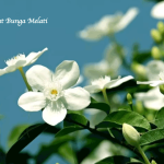 Manfaat Bunga Melati