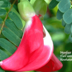 Manfaat Bunga Turi