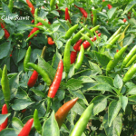 Manfaat Cabe Rawit