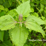 Manfaat daun Balakacida