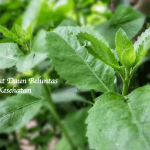 Manfaat Daun Beluntas