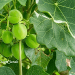 Manfaat Daun Jarak