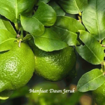 Manfaat Daun Jeruk